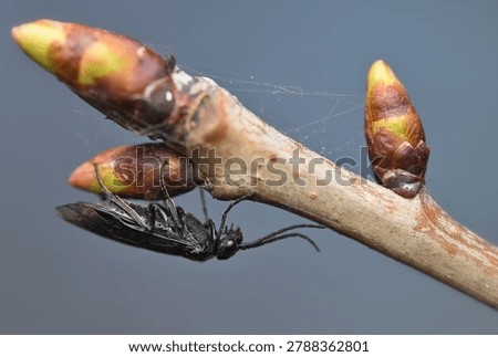 A black wasp rests upside down on budding spring twigs, captured in close-up macro showing textured bud scales, delicate spider web strands and fine insect anatomy against a soft gray background.