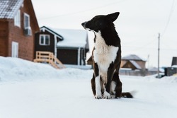 Black Watchdog, Outbred Sits In The Snow Near The House, Looks Into The Distance