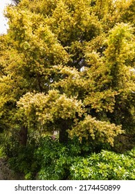 Black Wattle In New Zealand