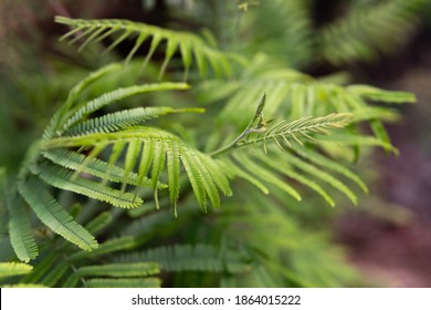 Black Wattle Tree - Acacia Mearnsii