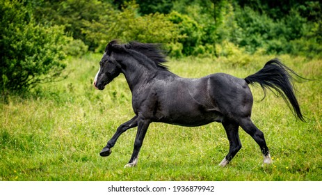 Black Welsh Part Bred In Action