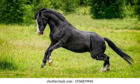 Black Welsh Part Bred In Action