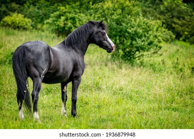 Black Welsh Part Bred In Action