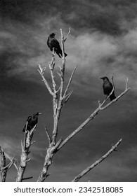 Black and whilte photo of three crows perched on a bare tree with blue sky background