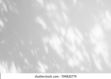 Black and White  abstract background textuer of shadows leaf on a concrete wall.