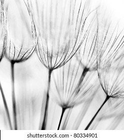 Black And White Abstract Dandelion Flower Background, Extreme Closeup With Soft Focus
