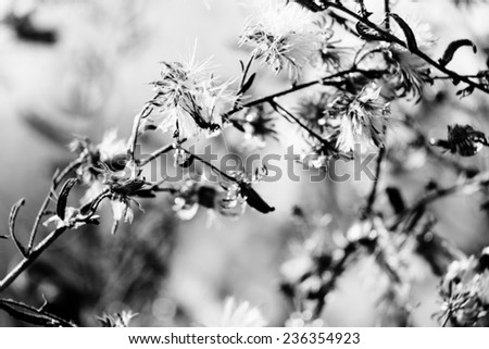 Cherry blossom | pink ornamental flower