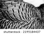 Black and white abstract photo of Emperor Goose, or anser canagicus, feathers.