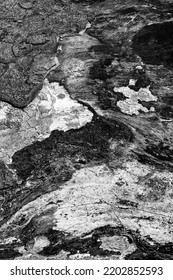 Black And White Abstract Tree Trunk Wood Texture. Natural Background. Impression Of A Barking Dog Chasing A Monk. Vertical Image.