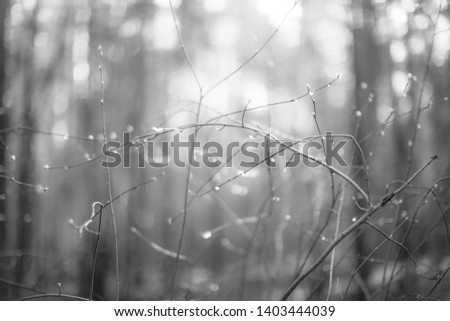 Similar – Image, Stock Photo Close-up of snowy leaves of rosa rubiginosa in winter