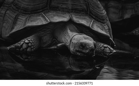 21,024 Black tortoise Images, Stock Photos & Vectors | Shutterstock