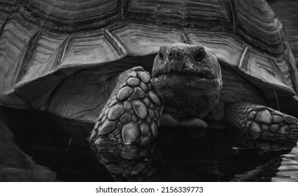 21,024 Black tortoise Images, Stock Photos & Vectors | Shutterstock