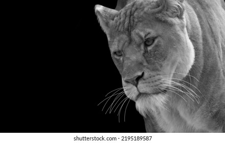 Black And White Aggressive Lion Portrait In The Black Background