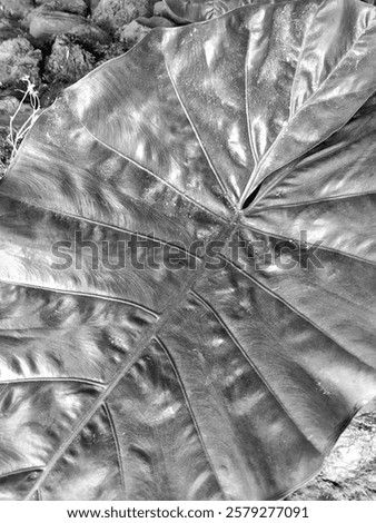 Foto Bild Getrocknetes Elefantenohrblatt mit einem Schatten von Sonnenlicht auf einem schwarzen Tisch