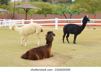 black and white alpaca on the farm, - Shutterstock ID 2102635345