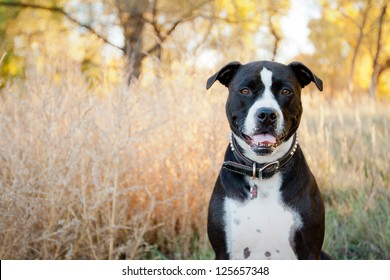 Black and white American Pit Bull Terrier siting and smiling in park