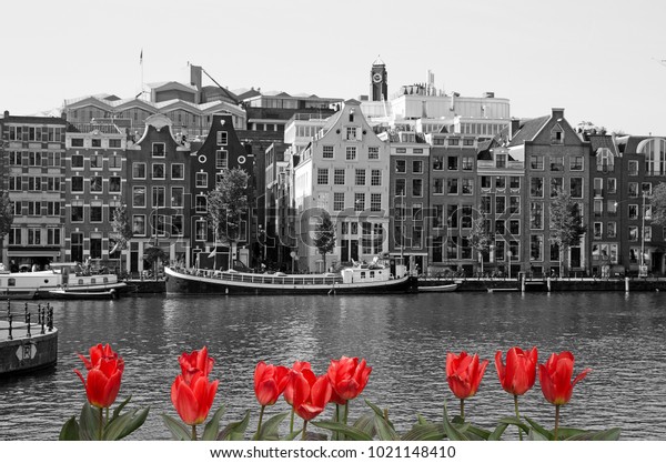 Black and white\
Amsterdam with red tulips