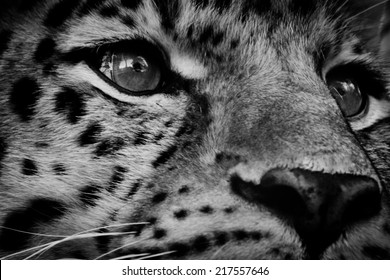 Black White Amur Leopard Stock Photo (Edit Now) 217557646