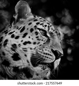 419 Leopard pounce Images, Stock Photos & Vectors | Shutterstock