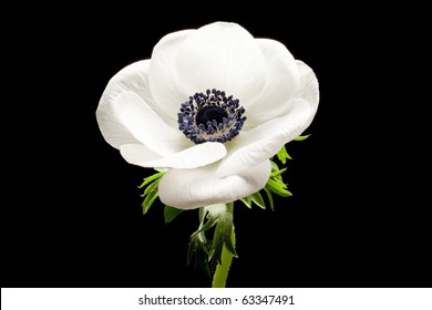 9,805 Anemone Black And White Images, Stock Photos & Vectors | Shutterstock