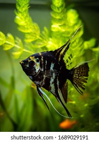 350 Zebra Angel Fish Images, Stock Photos & Vectors | Shutterstock