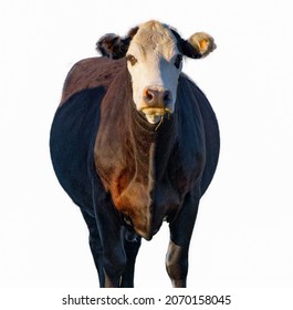 black and white Angus cow - Bos taurus - looking at camera, isolated on white background