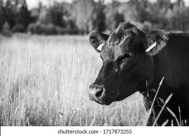 Black And White Angus Cow Portrait 