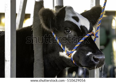 Black and white Angus crossbred heifer tied in a blocking chute Imagine de stoc © 