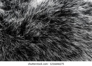 Natural Gray Animal Fur Texture Fur Stock Photo (Edit Now) 1360179680