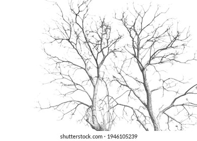 Black and white are another style of painting, the branches of the trees are beautiful natural art that is commonplace - Shutterstock ID 1946105239