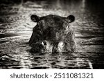 Black and white art Africa picture. Hippo haed in the water, Khwai River in Botswana. Widlife nature. African Hippopotamus, Hippopotamus amphibius capensis, with evening sun, animal in nature water.