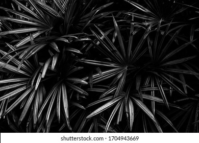 Black And White Art Leaves, Background.