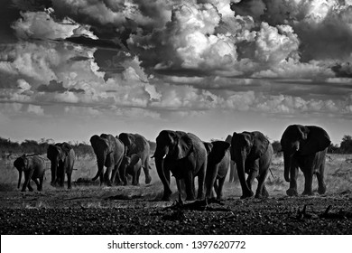 Elephant Noir Et Blanc Images Stock Photos Vectors Shutterstock