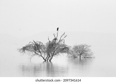 Black And White Art Of Wildlife And Nature Bird In The Image Is Osprey