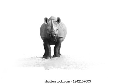 Black And White, Artistic Photo Of Black Rhinoceros, Diceros Bicornis, Front View, Staring At Camera,standing On The Rim Of Waterhole, Isolated On White Background.  Endangered Animal,Etosha, Namibia.