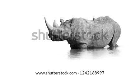 Black and white, artistic photo of black rhinoceros, Diceros bicornis, standing in the waterhole, isolated on white background with only a touch of environment. Endangered animal, Etosha, Namibia.