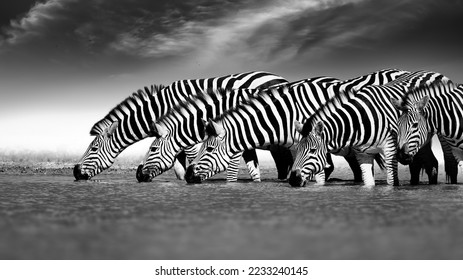 Black and white, artistically stylized photograph of zebras with their heads lined up in a row, drinking water from a waterhole. Blurred dark background with tiny clouds. Nxai Pan, Botswana.   - Powered by Shutterstock