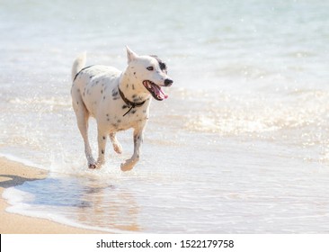 Black And White Australian Kelpie, Dingo Cross Running On The Beach - Queensland - Australia