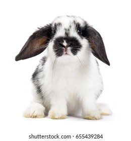 Lapin De Bebe Images Stock Photos Vectors Shutterstock