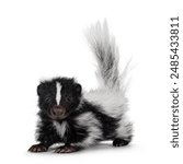 Black and white baby skunk standing facing front with bushy tail up. Looking straight into camera. Isolated on a white backround.