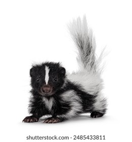 Black and white baby skunk standing facing front with bushy tail up. Looking straight into camera. Isolated on a white backround.