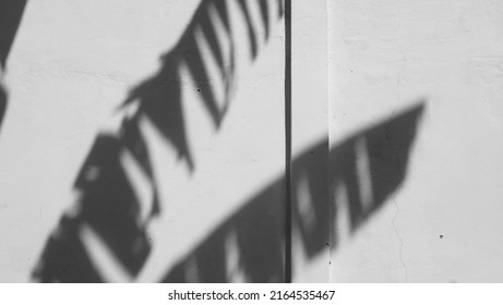 Black And White Background Banana Leaf Shadow On The Wall