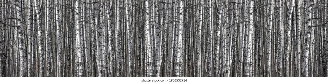 black and white background from birch tree trunks - Powered by Shutterstock