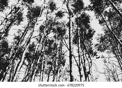 Black White Background Pine Trees Treetop Stock Photo 678220975