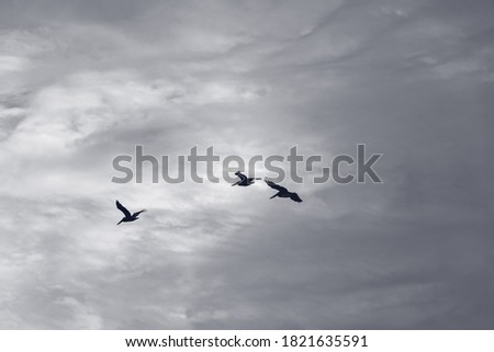 Two seagulls in the sky