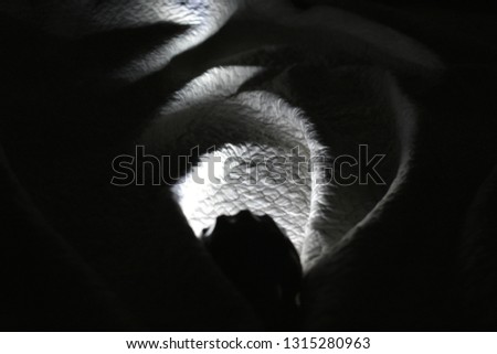 Similar – Image, Stock Photo Prima Ballerina Heart