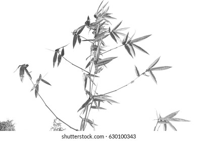 Black and white bamboo branch. - Shutterstock ID 630100343
