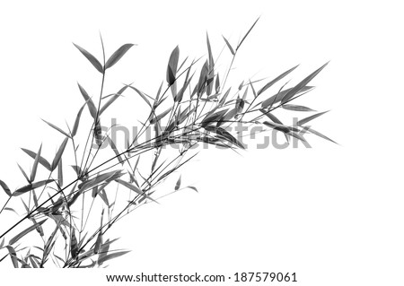 Black and white, Bamboo leaves