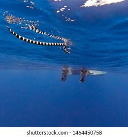 A Black And White Banded Sea Snake Swims Towards A Boat In Blue Water