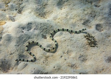 A Black And White Banded Sea Snake Winding Along The Sandy Ocean Floor.